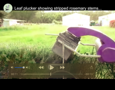 Leaf Plucker Showing Stripped Stems on Rosemary thumbnail